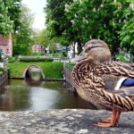 Ente auf Brücke