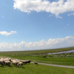 Schafe auf dem Deich