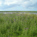 Wildblumen Wildblumen